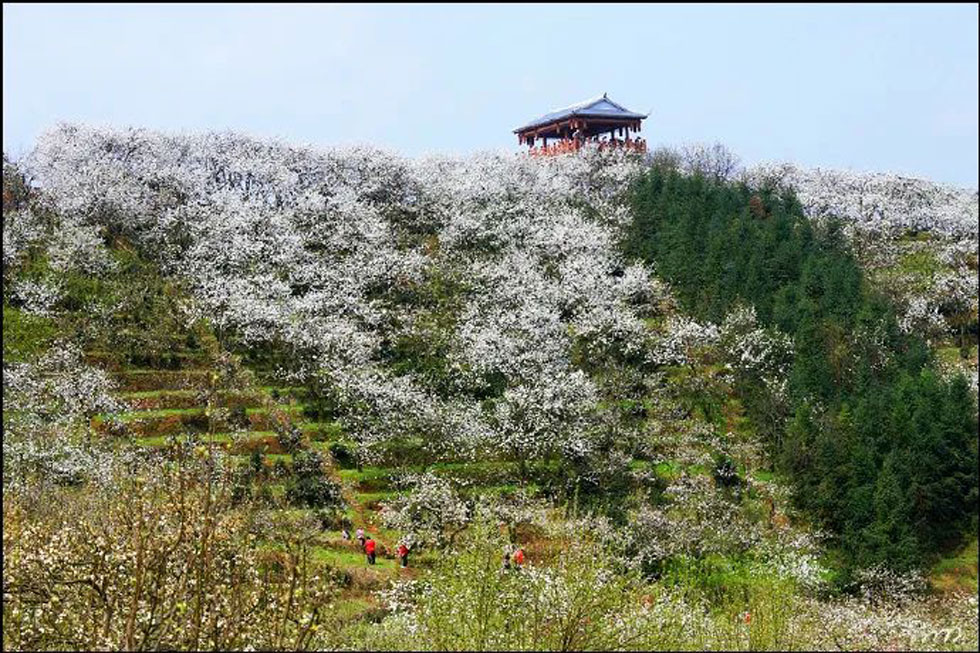 【春天,广西桂林灌阳县向您发出邀请!】我们在灌阳看梨花 - 游山玩水 - 梅州生活社区 - 梅州28生活网 mz.28life.com