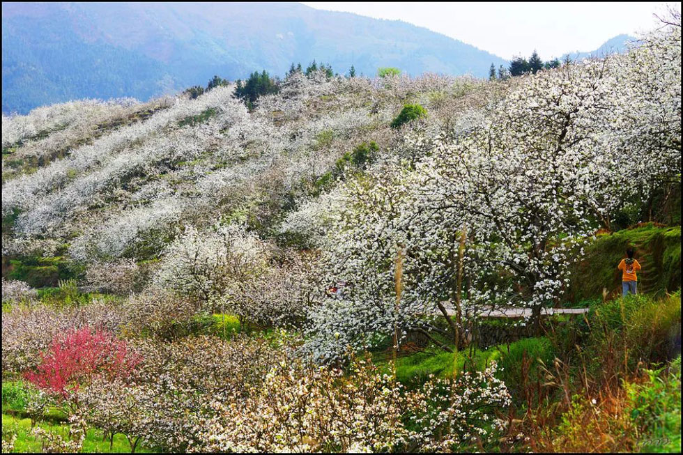 【春天,广西桂林灌阳县向您发出邀请!】我们在灌阳看梨花 - 游山玩水 - 梅州生活社区 - 梅州28生活网 mz.28life.com