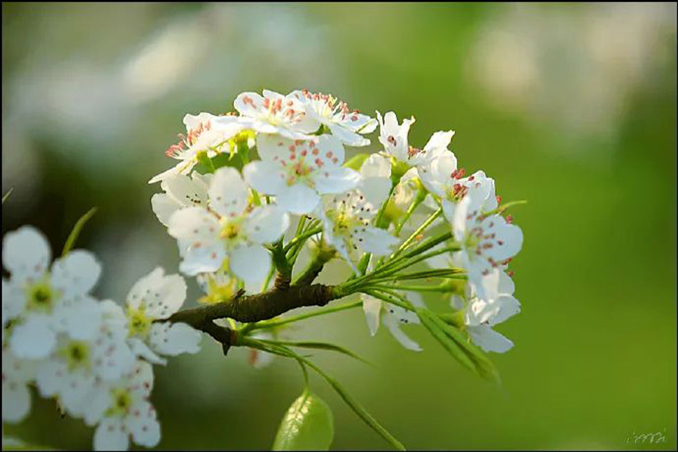 【春天,广西桂林灌阳县向您发出邀请!】我们在灌阳看梨花 - 游山玩水 - 梅州生活社区 - 梅州28生活网 mz.28life.com