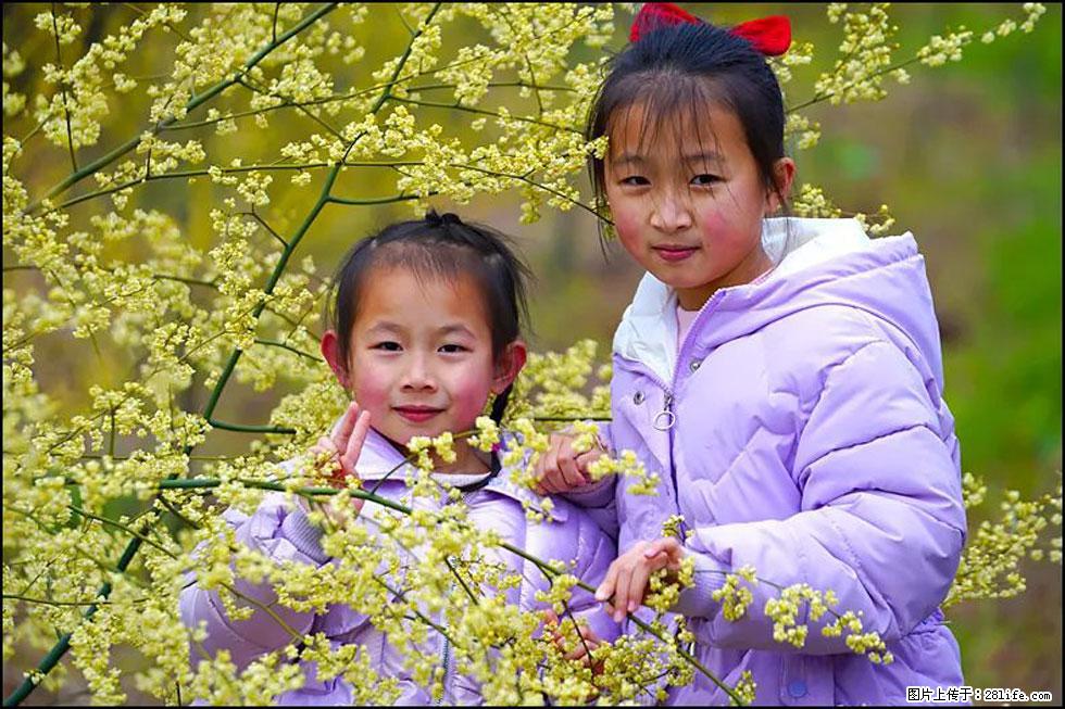 【春天,广西桂林灌阳县向您发出邀请!】米珠山前有片山苍子花在飘香 - 游山玩水 - 梅州生活社区 - 梅州28生活网 mz.28life.com