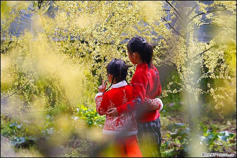 【春天,广西桂林灌阳县向您发出邀请!】米珠山前有片山苍子花在飘香 - 游山玩水 - 梅州生活社区 - 梅州28生活网 mz.28life.com