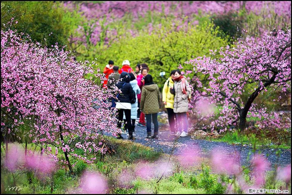 【春天,广西桂林灌阳县向您发出邀请!】官庄村有个醉美的桃花园 - 游山玩水 - 梅州生活社区 - 梅州28生活网 mz.28life.com