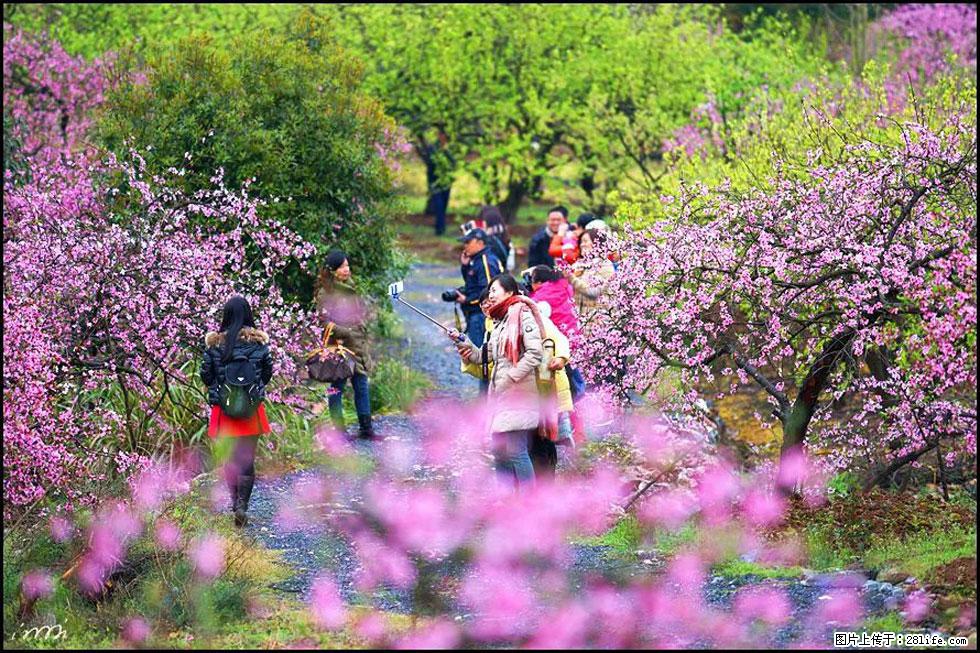 【春天,广西桂林灌阳县向您发出邀请!】官庄村有个醉美的桃花园 - 游山玩水 - 梅州生活社区 - 梅州28生活网 mz.28life.com