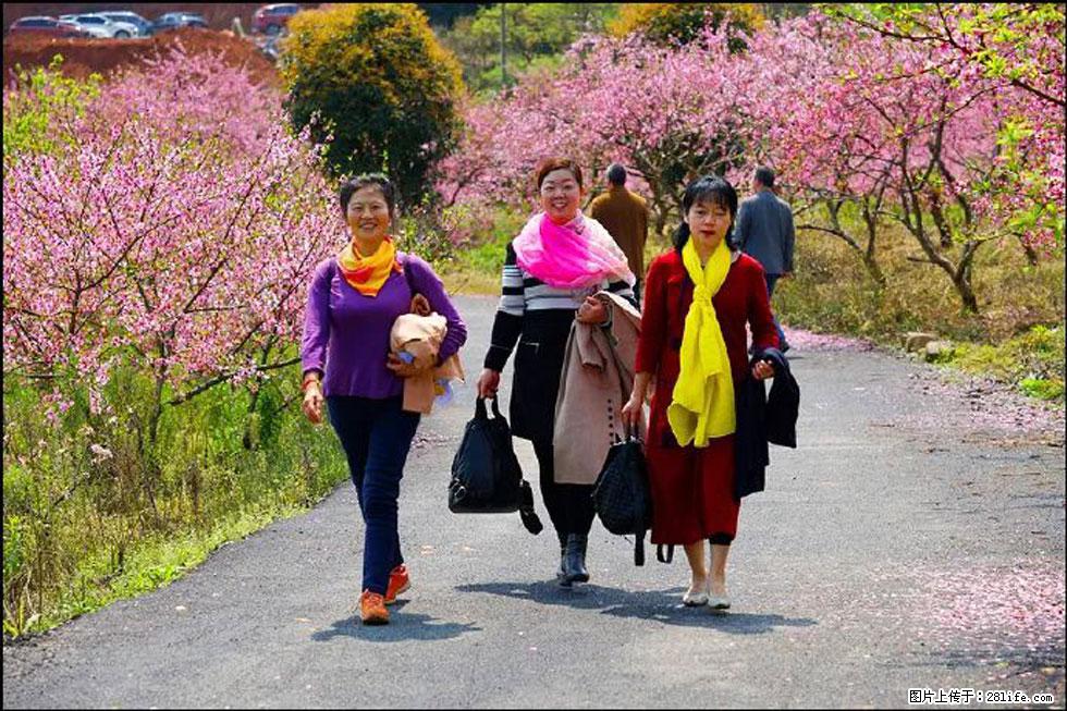 【春天,广西桂林灌阳县向您发出邀请!】官庄村有个醉美的桃花园 - 游山玩水 - 梅州生活社区 - 梅州28生活网 mz.28life.com