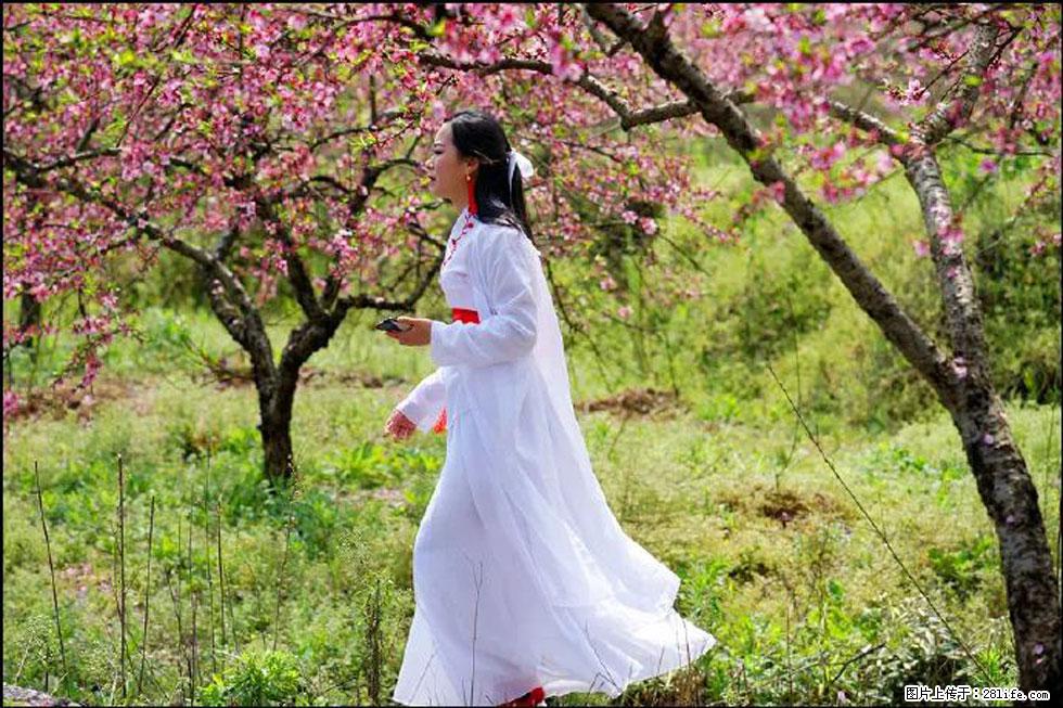 【春天,广西桂林灌阳县向您发出邀请!】官庄村有个醉美的桃花园 - 游山玩水 - 梅州生活社区 - 梅州28生活网 mz.28life.com