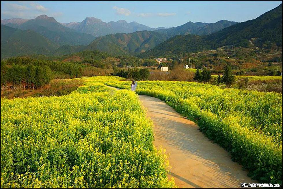 【春天,广西桂林灌阳县向您发出邀请!】长坪村油菜盛情花开 - 游山玩水 - 梅州生活社区 - 梅州28生活网 mz.28life.com