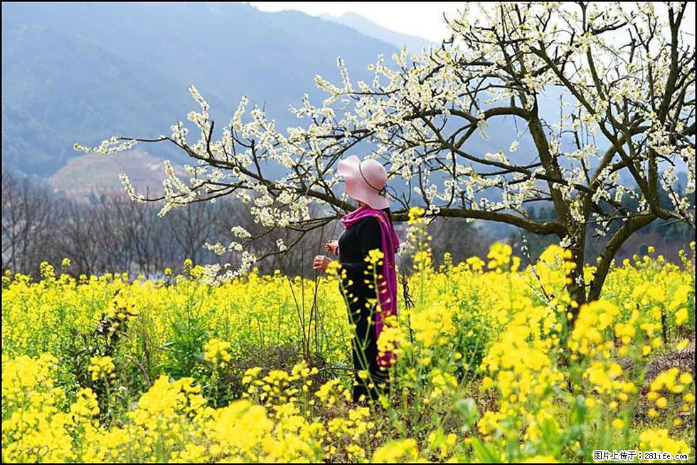 【春天,广西桂林灌阳县向您发出邀请!】长坪村油菜盛情花开 - 游山玩水 - 梅州生活社区 - 梅州28生活网 mz.28life.com