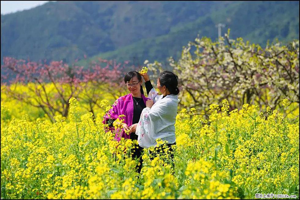 【春天,广西桂林灌阳县向您发出邀请!】长坪村油菜盛情花开 - 游山玩水 - 梅州生活社区 - 梅州28生活网 mz.28life.com
