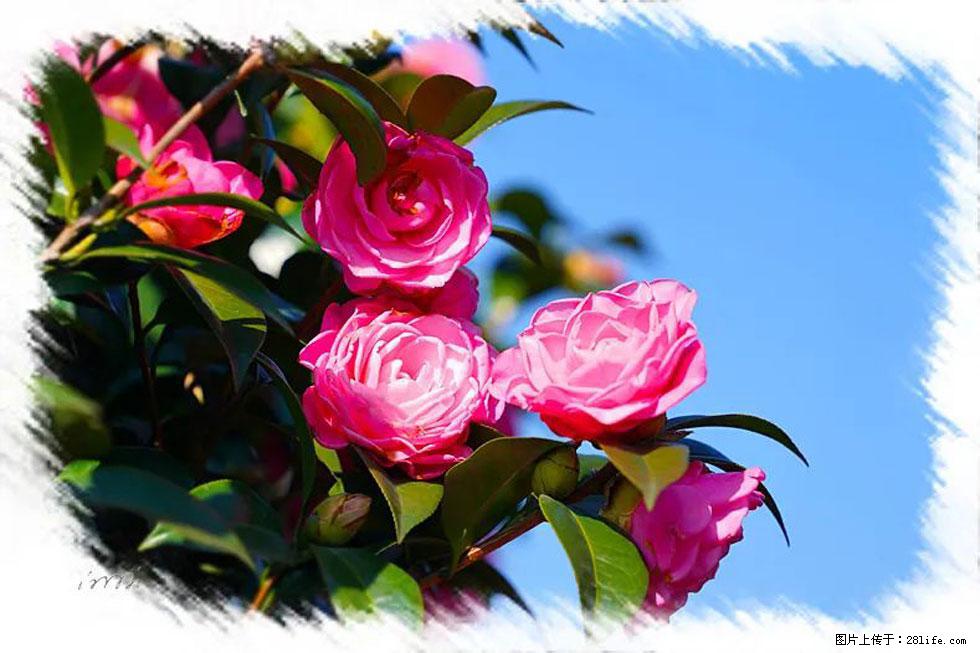 【春天,广西桂林灌阳县向您发出邀请!】杨柳井茶花惹人爱 - 游山玩水 - 梅州生活社区 - 梅州28生活网 mz.28life.com