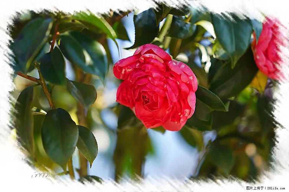【春天,广西桂林灌阳县向您发出邀请!】杨柳井茶花惹人爱 - 游山玩水 - 梅州生活社区 - 梅州28生活网 mz.28life.com