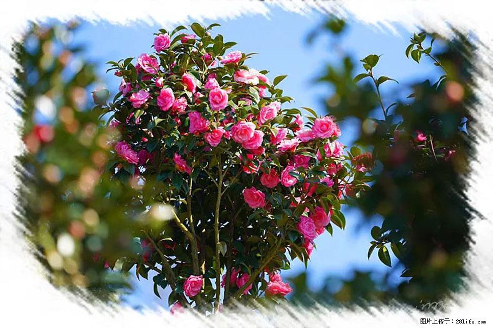 【春天,广西桂林灌阳县向您发出邀请!】杨柳井茶花惹人爱 - 游山玩水 - 梅州生活社区 - 梅州28生活网 mz.28life.com