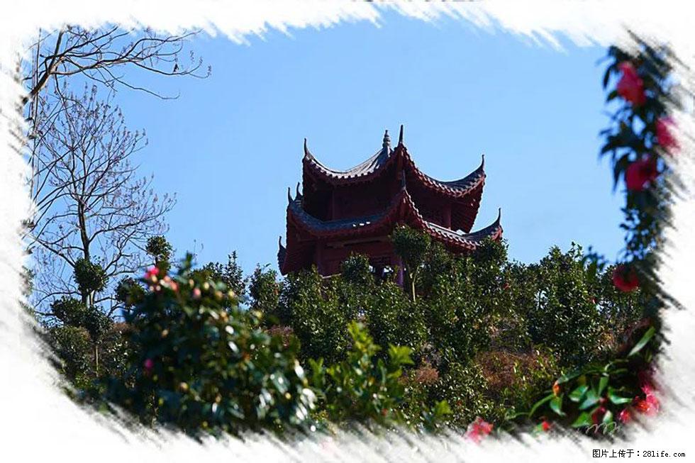 【春天,广西桂林灌阳县向您发出邀请!】杨柳井茶花惹人爱 - 游山玩水 - 梅州生活社区 - 梅州28生活网 mz.28life.com