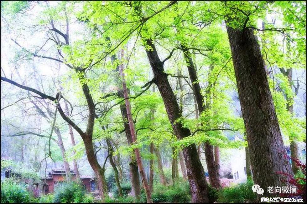 【春天,广西桂林灌阳县向您发出邀请!】在小龙村与春天约会 - 游山玩水 - 梅州生活社区 - 梅州28生活网 mz.28life.com