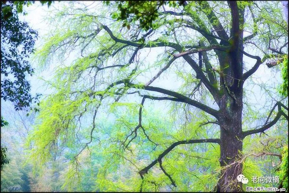 【春天,广西桂林灌阳县向您发出邀请!】在小龙村与春天约会 - 游山玩水 - 梅州生活社区 - 梅州28生活网 mz.28life.com