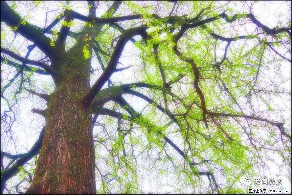【春天,广西桂林灌阳县向您发出邀请!】在小龙村与春天约会 - 游山玩水 - 梅州生活社区 - 梅州28生活网 mz.28life.com