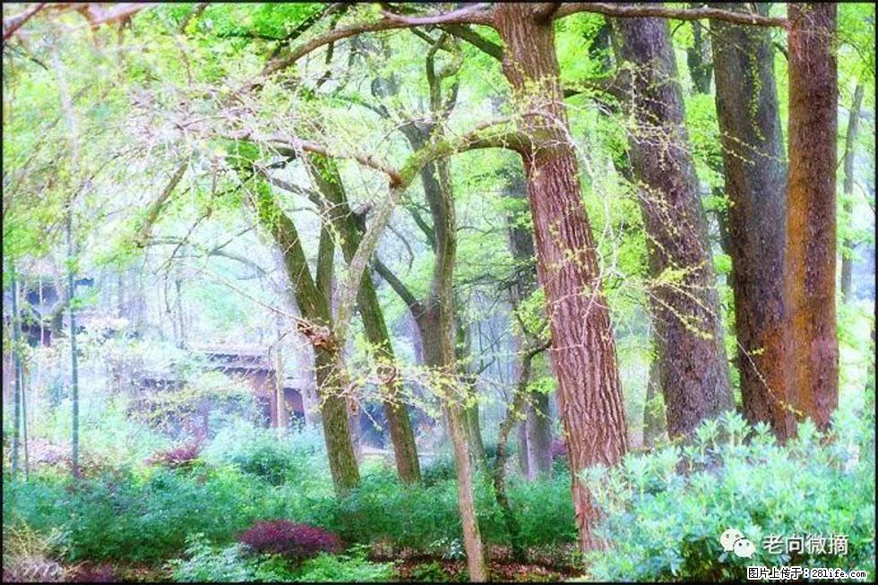 【春天,广西桂林灌阳县向您发出邀请!】在小龙村与春天约会 - 游山玩水 - 梅州生活社区 - 梅州28生活网 mz.28life.com