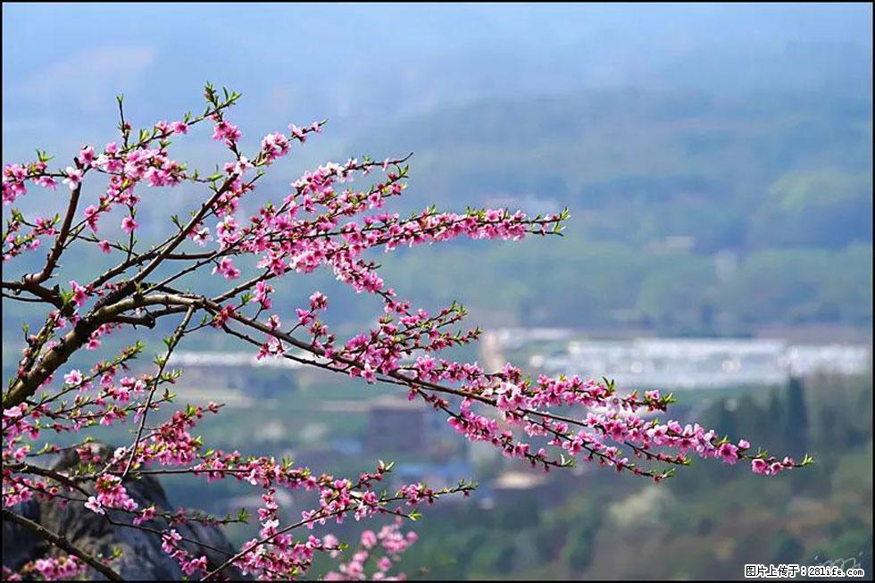 【春天,广西桂林灌阳县向您发出邀请!】望月岭上桃花开 - 游山玩水 - 梅州生活社区 - 梅州28生活网 mz.28life.com