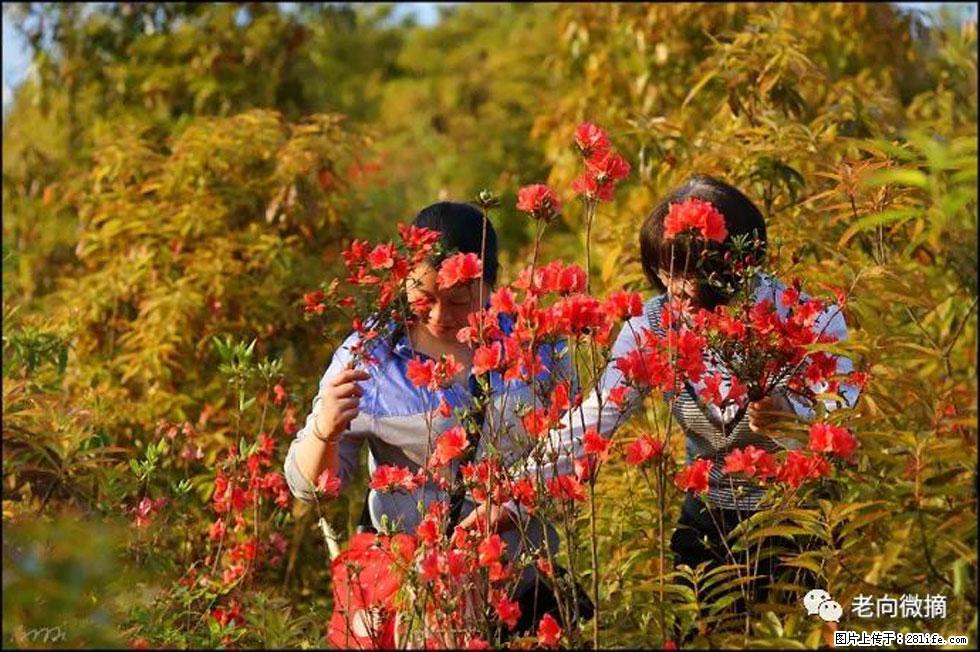 【春天，广西桂林灌阳县向您发出邀请！】登麒麟山，相约映山红 - 游山玩水 - 梅州生活社区 - 梅州28生活网 mz.28life.com