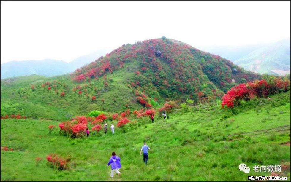 【春天,广西桂林灌阳县向您发出邀请!】宝盖山上映山红 - 游山玩水 - 梅州生活社区 - 梅州28生活网 mz.28life.com