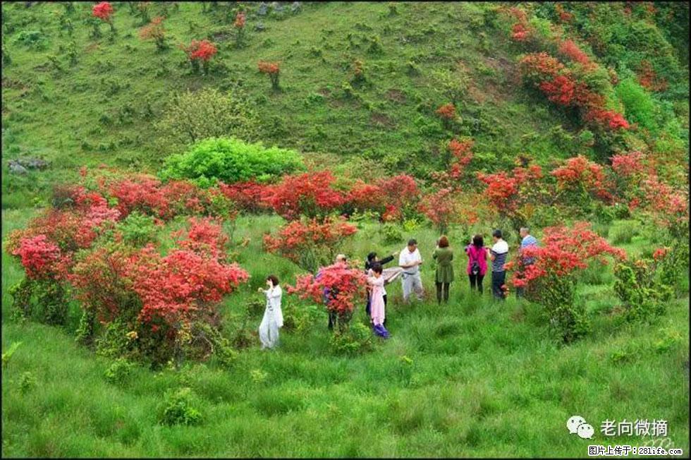 【春天,广西桂林灌阳县向您发出邀请!】宝盖山上映山红 - 游山玩水 - 梅州生活社区 - 梅州28生活网 mz.28life.com