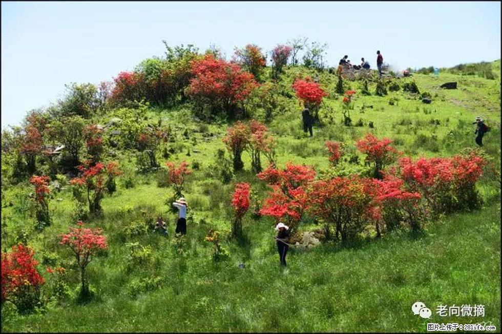 【春天,广西桂林灌阳县向您发出邀请!】宝盖山上映山红 - 游山玩水 - 梅州生活社区 - 梅州28生活网 mz.28life.com