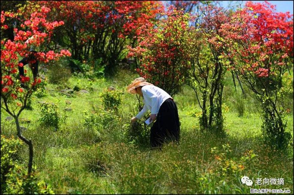 【春天,广西桂林灌阳县向您发出邀请!】宝盖山上映山红 - 游山玩水 - 梅州生活社区 - 梅州28生活网 mz.28life.com