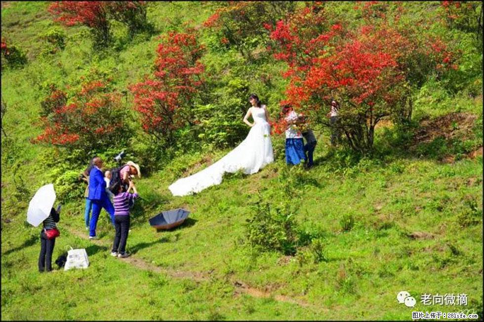 【春天,广西桂林灌阳县向您发出邀请!】宝盖山上映山红 - 游山玩水 - 梅州生活社区 - 梅州28生活网 mz.28life.com