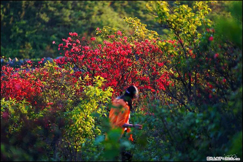 【春天,广西桂林灌阳县向您发出邀请!】春木界上映山红 - 游山玩水 - 梅州生活社区 - 梅州28生活网 mz.28life.com
