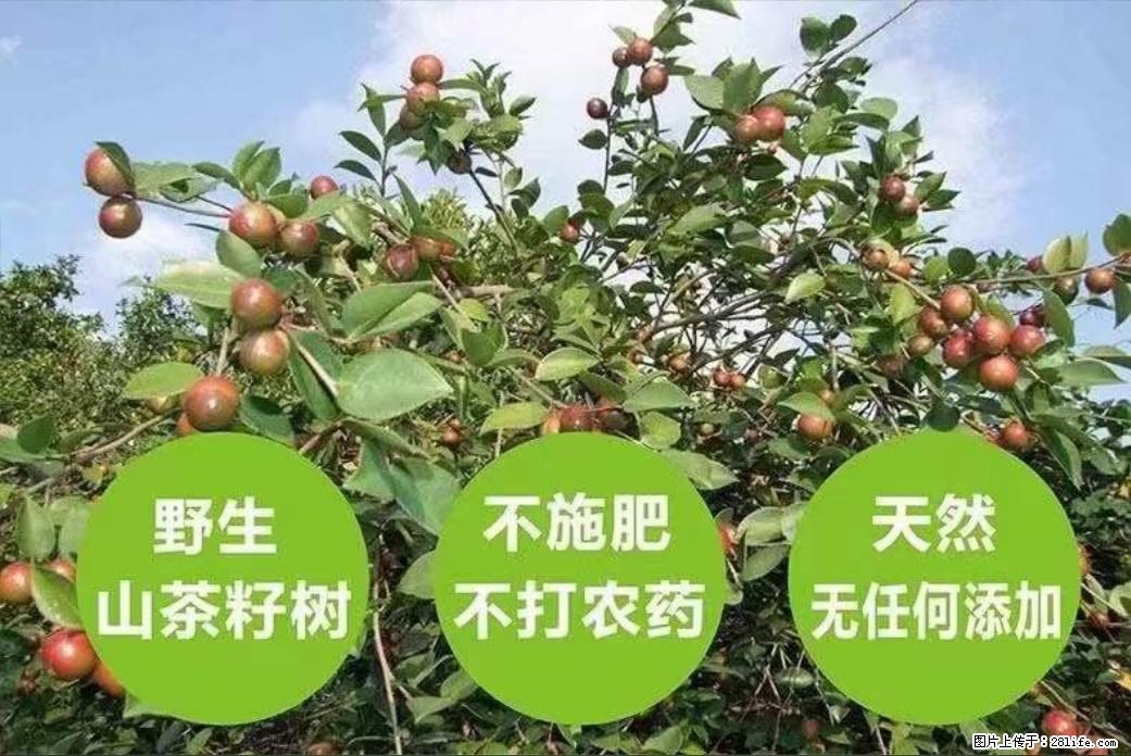 【灌阳县油茶产业示范区】一个有着充实的精神生活的人,对待身外之物自会有一种淡泊的态度 - 土特产 - 饮食特产 - 梅州分类信息 - 梅州28生活网 mz.28life.com