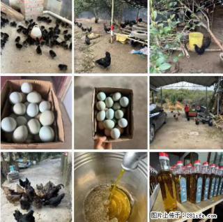 油茶园从小鸡仔开始养起的纯土鸡、土鸡蛋可以预定啦!还有前几天刚榨的纯山茶油哦 - 梅州28生活网 mz.28life.com