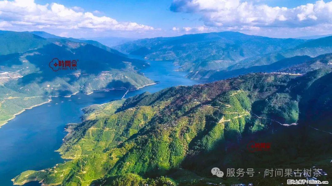 时间果百年古树龙珠普洱生茶 - 购物交流 - 梅州生活社区 - 梅州28生活网 mz.28life.com