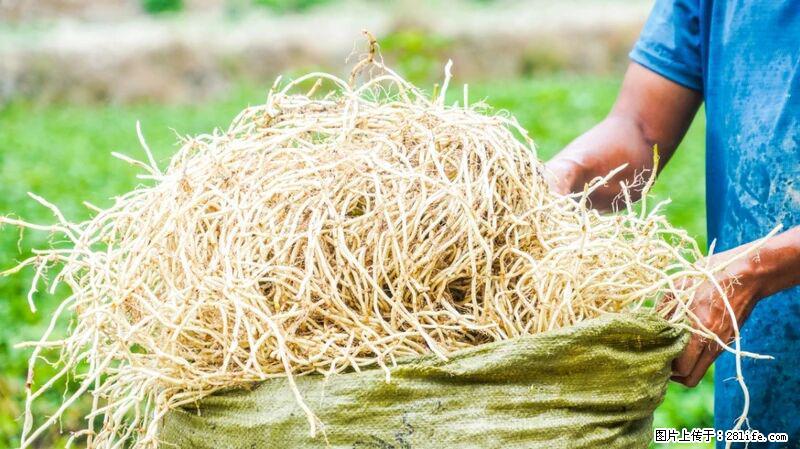 堪称“最难吃”的蔬菜,却是 “抗辐射神器”,还能护肺、清热、止咳化痰! - 梅州生活资讯 - 梅州28生活网 mz.28life.com