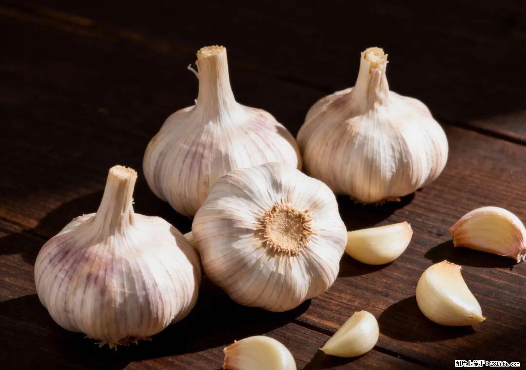 关于大蒜，除了“天然抗生素”，这4个谣言更该警惕! - 梅州生活资讯 - 梅州28生活网 mz.28life.com