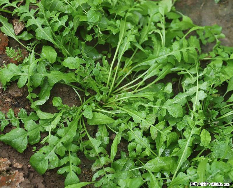 这些蔬菜是“天然钙片”，这6种被医生重点推荐 - 梅州生活资讯 - 梅州28生活网 mz.28life.com