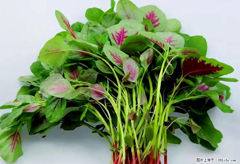 这些蔬菜是“天然钙片”，这6种被医生重点推荐 - 梅州生活资讯 - 梅州28生活网 mz.28life.com