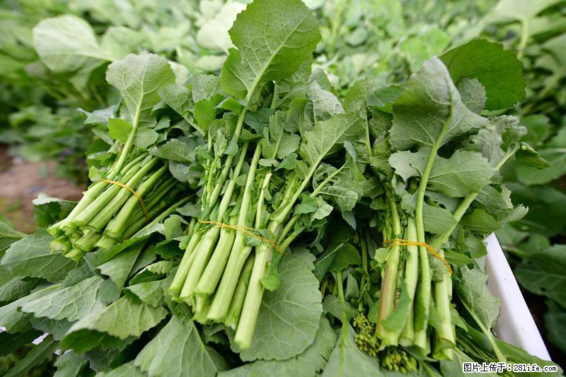 这些蔬菜是“天然钙片”，这6种被医生重点推荐 - 梅州生活资讯 - 梅州28生活网 mz.28life.com